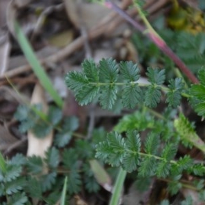 Acaena echinata at Wamboin, NSW - 26 Sep 2020