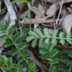 Acaena echinata at Wamboin, NSW - 26 Sep 2020