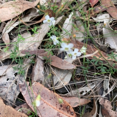 Mitrasacme polymorpha (Varied Mitrewort) at Termeil, NSW - 24 Oct 2020 by margotallatt