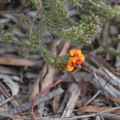 Dillwynia sericea (Egg And Bacon Peas) at Wamboin, NSW - 26 Sep 2020 by natureguy