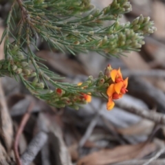 Dillwynia sericea at Wamboin, NSW - 26 Sep 2020 05:55 PM