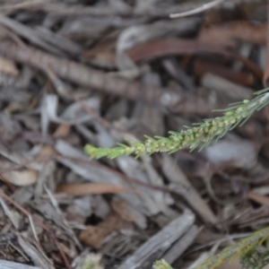 Dillwynia sericea at Wamboin, NSW - 26 Sep 2020