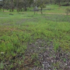 Chrysocephalum apiculatum at Hughes, ACT - 25 Oct 2020