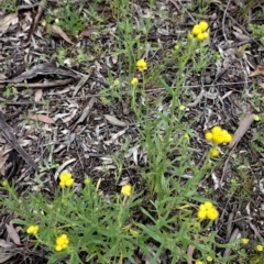 Chrysocephalum apiculatum at Hughes, ACT - 25 Oct 2020