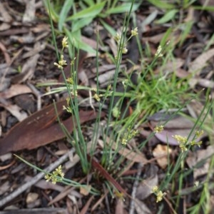 Juncus sp. at Hughes, ACT - 25 Oct 2020 10:30 AM