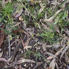 Juncus sp. at Hughes, ACT - 25 Oct 2020 10:30 AM