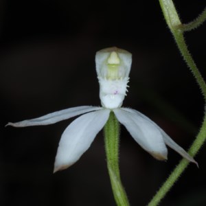 Caladenia moschata at Acton, ACT - suppressed