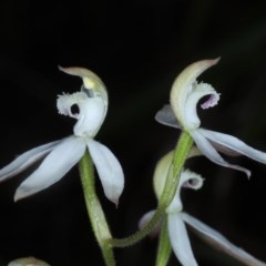 Caladenia moschata at Acton, ACT - suppressed