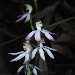 Caladenia moschata at Acton, ACT - suppressed