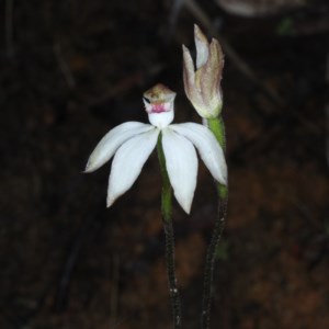 Caladenia moschata at Acton, ACT - suppressed