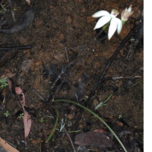 Caladenia moschata at Acton, ACT - suppressed