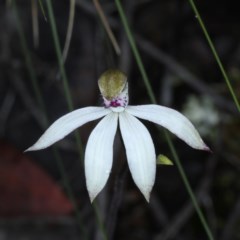 Caladenia sp. (A Caladenia) at Downer, ACT - 24 Oct 2020 by jbromilow50