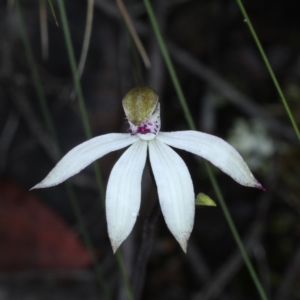 Caladenia sp. at Downer, ACT - suppressed