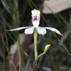 Caladenia sp. at Downer, ACT - suppressed