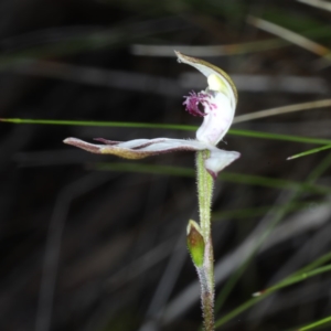 Caladenia sp. at Downer, ACT - suppressed