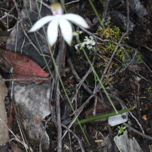 Caladenia sp. at Downer, ACT - suppressed