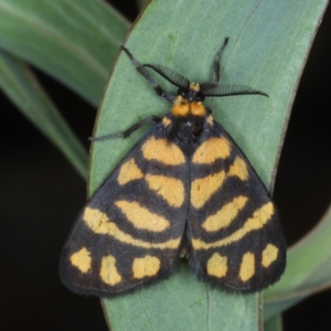 Asura lydia at Downer, ACT - 24 Oct 2020 01:14 PM