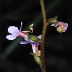 Stylidium sp. (Trigger Plant) at Acton, ACT - 24 Oct 2020 by jb2602