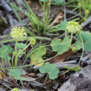 Hydrocotyle laxiflora at Gundaroo, NSW - 11 Oct 2020