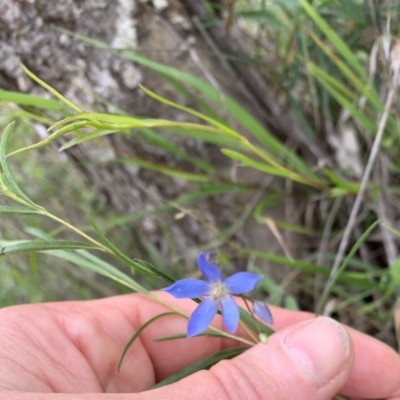 Unidentified Climber or Mistletoe at Black Range, NSW - 26 Oct 2020 by StephH