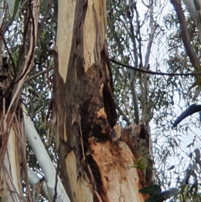 Callocephalon fimbriatum (Gang-gang Cockatoo) at Campbell, ACT - 25 Oct 2020 by ElaineStaples