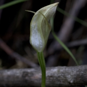 Pterostylis curta at Jedbinbilla - 25 Oct 2020