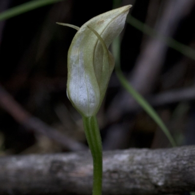 Pterostylis curta (Blunt Greenhood) at Paddys River, ACT - 24 Oct 2020 by JudithRoach