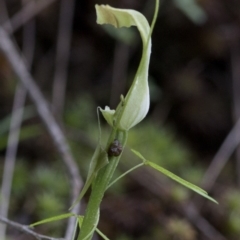 Pterostylis curta at Jedbinbilla - 25 Oct 2020