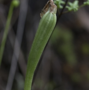 Pterostylis curta at Jedbinbilla - 25 Oct 2020