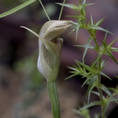 Pterostylis curta at Jedbinbilla - 25 Oct 2020