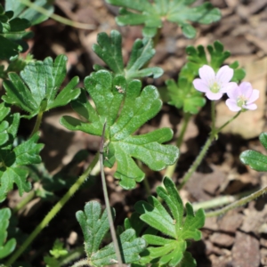 Geranium solanderi at Gundaroo, NSW - 11 Oct 2020