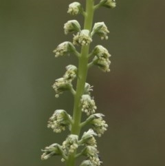 Reseda luteola (Weld) at Jedbinbilla - 24 Oct 2020 by JudithRoach