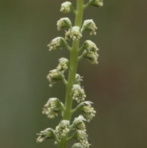 Reseda luteola at Paddys River, ACT - 25 Oct 2020