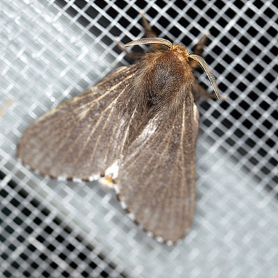 Symphyta nyctopis (A Bombycoid Moth (Lasiocampinae)) at O'Connor, ACT - 4 Oct 2020 by ibaird