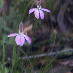Caladenia carnea (Pink Fingers) at Paddys River, ACT - 24 Oct 2020 by Judith Roach