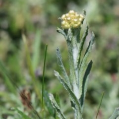 Pseudognaphalium luteoalbum (Jersey Cudweed) at Gundaroo, NSW - 11 Oct 2020 by Gunyijan