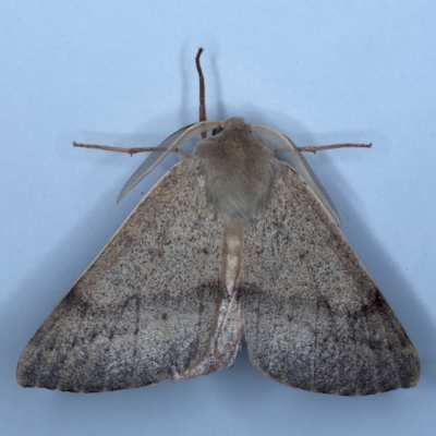 Arhodia lasiocamparia (Pink Arhodia (Oenochrominae)) at Ainslie, ACT - 19 Oct 2020 by jb2602