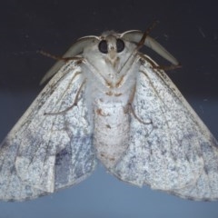 Arhodia lasiocamparia at Ainslie, ACT - 19 Oct 2020