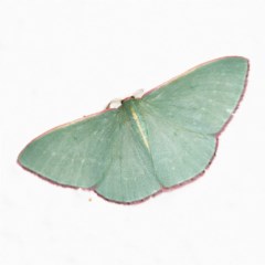 Chlorocoma vertumnaria (Red-fringed Emerald) at O'Connor, ACT - 5 Oct 2020 by ibaird