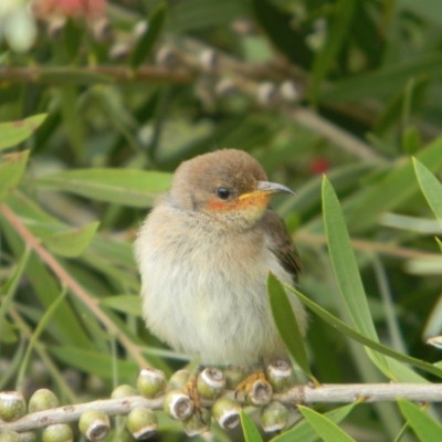 Myzomela sanguinolenta (Scarlet Honeyeater) at Tathra, NSW - 25 Oct 2020 by SteveMills
