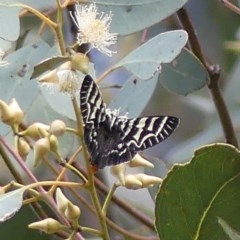 Comocrus behri (Mistletoe Day Moth) at West Wodonga, VIC - 25 Oct 2020 by LizetteSalmon