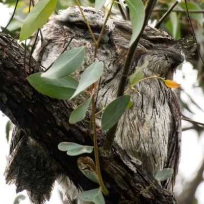 Podargus strigoides (Tawny Frogmouth) at Lyneham, ACT - 25 Oct 2020 by trevsci