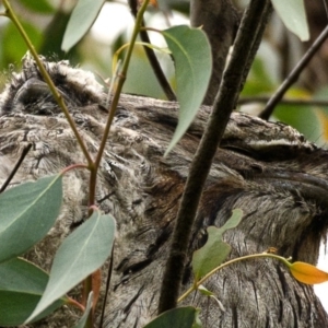 Podargus strigoides at Lyneham, ACT - 25 Oct 2020