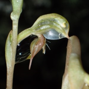 Oligochaetochilus aciculiformis at Captains Flat, NSW - suppressed