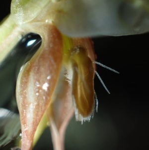 Oligochaetochilus aciculiformis at Captains Flat, NSW - suppressed