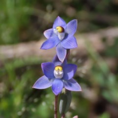 Thelymitra pauciflora (Slender Sun Orchid) at Theodore, ACT - 23 Oct 2020 by owenh