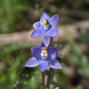 Thelymitra pauciflora at Theodore, ACT - suppressed