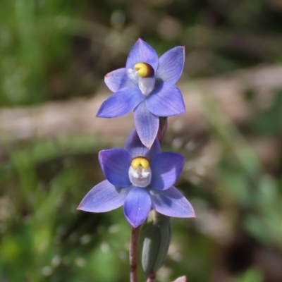 Thelymitra pauciflora (Slender Sun Orchid) at Theodore, ACT - 22 Oct 2020 by Owen