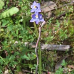 Thelymitra pauciflora at Theodore, ACT - suppressed