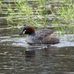 Tachybaptus novaehollandiae (Australasian Grebe) at Mulligans Flat - 25 Oct 2020 by trevsci